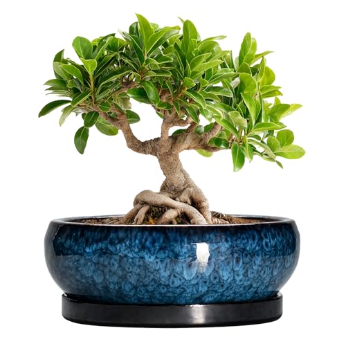Bonsai Pots 8 Inch - Ceramic Succulent Planter for Indoor Outdoor, Round Bonsai Planter with Drainage Hole and Saucer, Shallow Ceramic Planters Bowl, Patio Decor, Housewarming Gift, Blue - color: Blue, size: 8 Inch
