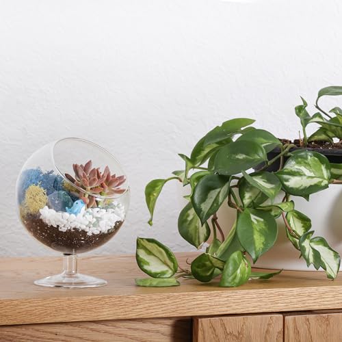 Creations by Nathalie DIY 6" Chalice Terrarium Kit Build Your Own Glass Terrarium for Adults & Teens, DIY Terrarium Kit with Live Moss, Crystals, Soil (Plant Not Included) | DIY chalice glass terrarium kit with moss and tools, including supplies for creat