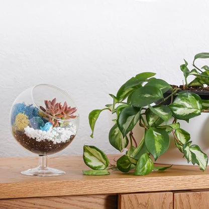 Creations by Nathalie DIY 6" Chalice Terrarium Kit Build Your Own Glass Terrarium for Adults & Teens, DIY Terrarium Kit with Live Moss, Crystals, Soil (Plant Not Included) | DIY chalice glass terrarium kit with moss and tools, including supplies for creat