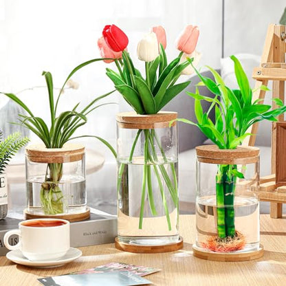 3 Pcs 3 Sizes Plant Propagation Station Separated Glass Plant Terrarium Water Hydroponic Planter Holder with Lid and Wooden Stand Propagation Vase Pot for Home Indoor Office(Common Sizes) - size: Common Sizes