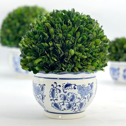 Galt International 9.5" Naturally Preserved Real Boxwood Ball in Hand-Painted Round Bulb Blue & White China Pot Planter Green Indoor Plant Home Decor (9.5" Tall Topiary) - size: Medium 9.5" Round Pot
