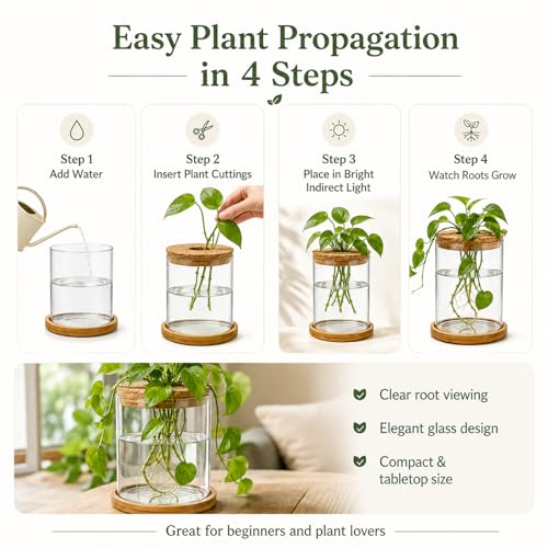 Glass Plant Propagation Stations, 2PCS | Hydroponic Vases, Wooden Lid, Bamboo Stand, Home & Office Decor