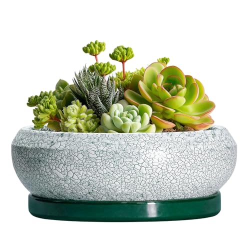 Succulent Pots - 6 Inch Ceramic Pots for Succulent Indoor Outdoor, Small Plant Pot with Drainage Hole and Saucer, Bonsai Pot, Modern Round Planter, Window Decor, Housewarming Gifts, Green - color: Blackish Green-white, size: 6 Inch