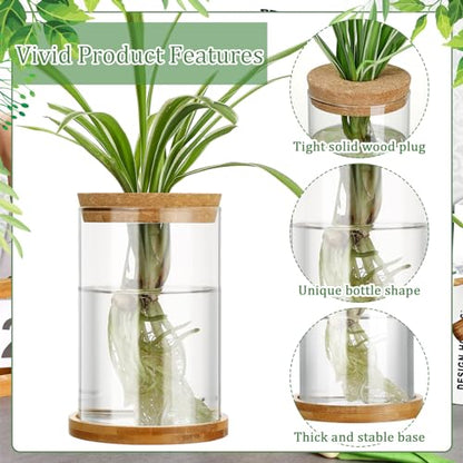 3 Pcs 3 Sizes Plant Propagation Station Separated Glass Plant Terrarium Water Hydroponic Planter Holder with Lid and Wooden Stand Propagation Vase Pot for Home Indoor Office(Common Sizes) - size: Common Sizes