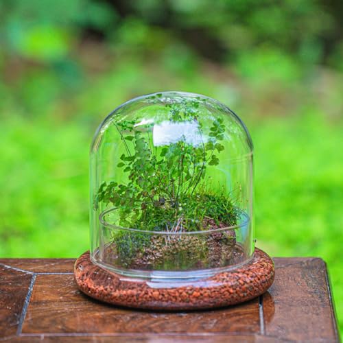 Small Glass Cloche Dome with Base for Mini Carnivorous Plants | 5.9 x 5.9 x 5.7 Inch Clear Glass Cloche Bell Jar - Home Tabletop Display Terrarium, Indoor Decorative (No Plants Included)