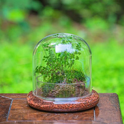 Small Glass Cloche Dome with Base for Mini Carnivorous Plants | 5.9 x 5.9 x 5.7 Inch Clear Glass Cloche Bell Jar - Home Tabletop Display Terrarium, Indoor Decorative (No Plants Included)
