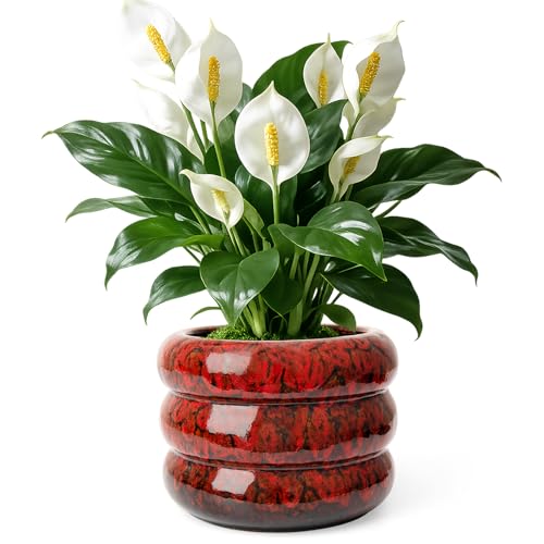 Ceramic 6 inch Plant Pot - Red Planter for Indoor Plants with Drainage Hole | Flower Pot for Orchid, Succulent,Outdoor Plants, Modern Glaze Planters for Home Office Decor Gift - color: Red-s