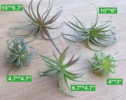 Casktcom® Large Green Real Touch Faux Air Plants, Lifelike Fake Tillandsia Pick, Artificial Air Plants for DIY Garden Wedding Home Decor — No Care Needed 5 pcs - size: Mix Size