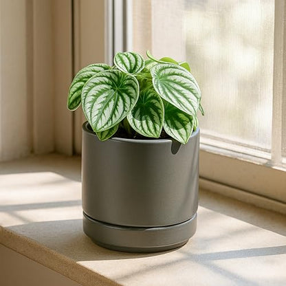 D'vine Dev 4-Pack Ceramic Pots with Saucers, Grey, 4.7 in, 94-X-B-3 | Glazed Ceramic, Drainage Hole and Saucer, Sleek Cylinder Shape, High Temperature Fired, Ideal for Small Houseplants - color: Gray, size: 4.7 Inch