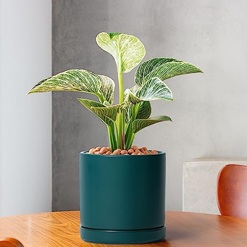 D'vine Dev 2-Pack Ceramic Pots with Saucers, Teal, 6 in, 94-V-C-9 | Modern Cylinder Design, Glazed Ceramic, Drainage Hole & Saucer Included, High Temperature Fired, Elegant Home Accent - color: Teal, size: 6 Inch