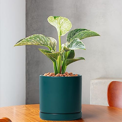 D'vine Dev 2-Pack Ceramic Pots with Saucers, Teal, 6 in, 94-V-C-9 | Modern Cylinder Design, Glazed Ceramic, Drainage Hole & Saucer Included, High Temperature Fired, Elegant Home Accent - color: Teal, size: 6 Inch