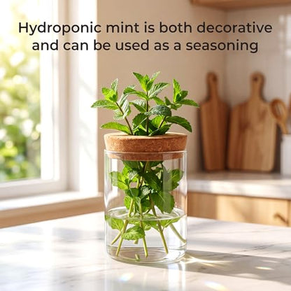 6Pcs 3 Size Glass Plant Propagation Stations, Desktop Flower Vases | Hydroponic Glass Container Vase (2 Large & 2 Medium & 2 Small) for Plant Cuttings, Desks, Living Room, Bedroom, Office Decor