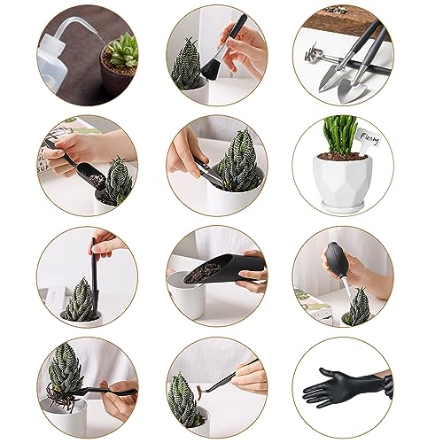 Indoor Plant Pots and Succulent Tools