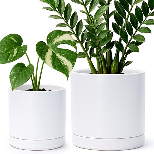 D'vine Dev 2-Pack Ceramic Pots with Saucers, 6/8 in, White, 94-G-M-1 | Glazed Ceramic, Drainage Hole, Perfect-Fit Saucer, Sleek Cylinder Shape, High Temperature Fired, Elegant Home Accent - color: White, size: Medium