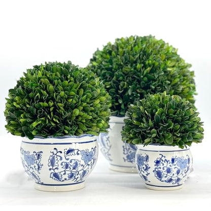 Galt International 7" Naturally Preserved Real Boxwood Ball in Hand-Painted Blue & White Round Bulb China Pot Planter Green Indoor Plant Home Decor (Small 7" Tall Topiary) - size: Small 7" Round Pot