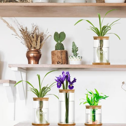3 Pcs 3 Sizes Plant Propagation Station Separated Glass Plant Terrarium Water Hydroponic Planter Holder with Lid and Wooden Stand Propagation Vase Pot for Home Indoor Office(Common Sizes) - size: Common Sizes