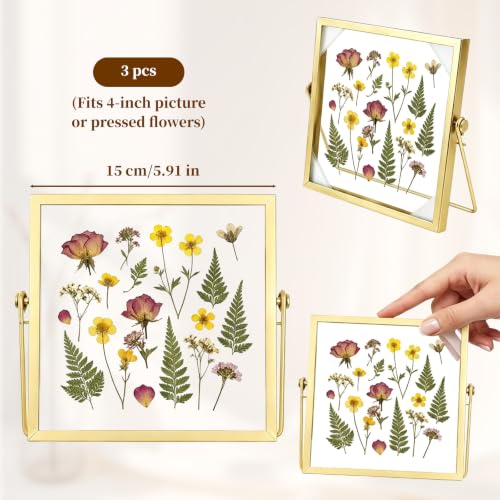 3 Pcs 6 x 6 Picture Frame with Gold Edge, Double Glass Pressed Flower Frame | Fits 4 Inch Picutre, Floating Glass Picture Frame for Dried Flowers, Plant Specimen, Photos, Postcard