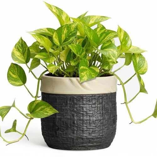 Ceramic Flower Pots, 6 Inch Pots for Plants, Round Planter, Black | Boho Planter with Drainage Hole, Decorative Plant Pot for Indoor Plants, House Room Garden Decor, Garden Gift for Women - color: Black, size: 6 Inch