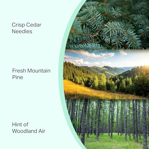 Pine Volcano Candle 19oz: 80-Hour Burn, Natural Refreshing Pine Scent, Hybrid Soy Wax, Crackling Wood Wick, Teal Matte Glass Jar, Gold Foil Gift Box by Spotless Candles - color: Pine 19, size: 19oz