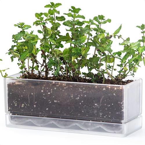 D'vine Dev Rectangular Planter, 12 x 4.5 in, Clear, Set of 1, 76-X-D-1 | Minimalist Design, Large Planting Capacity, Drainage Holes & Saucer, Thick-Walled Durable Build, Ideal for Windowsills - color: Clear