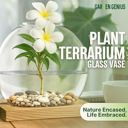 Single Glass Propagation Station with Wooden Base – Hydroponic Plant Terrarium for Home & Office | Ideal Christmas, New Year & Birthday Gift for Plant Lovers, Moms | Desktop Windowsill Planter Vase - size: Brown (Round Vase)