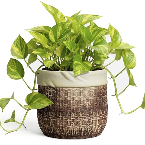 6 Inch Plant Pot - Ceramic Pots for Plants with Drainage Hole and Plug, Unique Plant Pots for Indoor Outdoor Plants, Round Planter, Room Home Decor, Gifts for Plant Lovers, Brown - color: Brown, size: 6 Inch