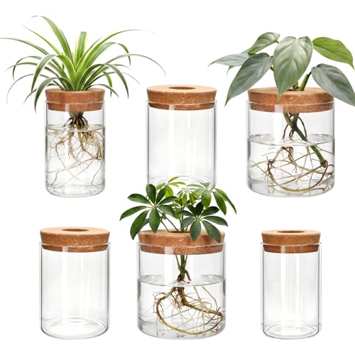 6Pcs 3 Size Glass Plant Propagation Stations, Desktop Flower Vases | Hydroponic Glass Container Vase (2 Large & 2 Medium & 2 Small) for Plant Cuttings, Desks, Living Room, Bedroom, Office Decor