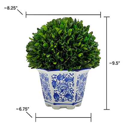Galt International 9.5" Naturally Preserved Real Boxwood Ball in Hand-Painted Blue & White China Pot Planter Green Indoor Plant Home Decor (9.5" Tall Topiary) - size: Medium 9.5" Hexagon Pot