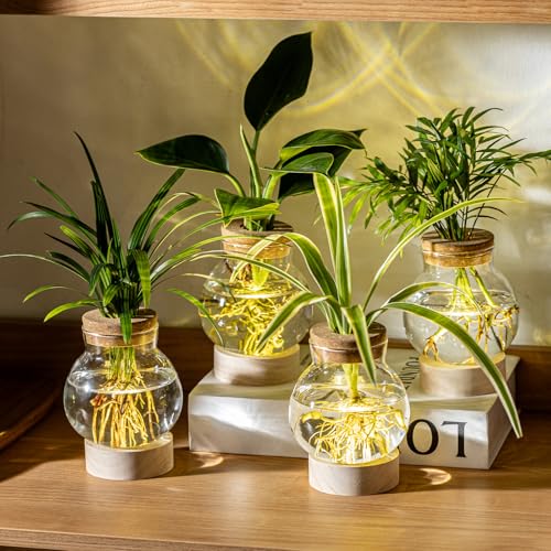 Propagation Stations, Plant Propagation Station with Light Base, Glass Propagation Vases, Hydroponic Vase for Plants, Glass Terrarium for Home Office Windowsill Tabletop Decoration (2)