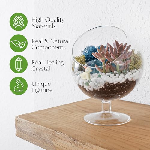 Creations by Nathalie DIY 6" Chalice Terrarium Kit Build Your Own Glass Terrarium for Adults & Teens, DIY Terrarium Kit with Live Moss, Crystals, Soil (Plant Not Included) | DIY chalice glass terrarium kit with moss and tools, including supplies for creat