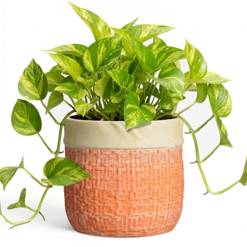 Ceramic Pots for Plants, 6 Inch Planter, Round Plant Pot, Orange | Boho Plant Pot for Indoor Plants, Decorative Flower Pots with Drainage Hole, Bedroom Decor, Housewarming Gifts New Home - color: Orange, size: 6 Inch