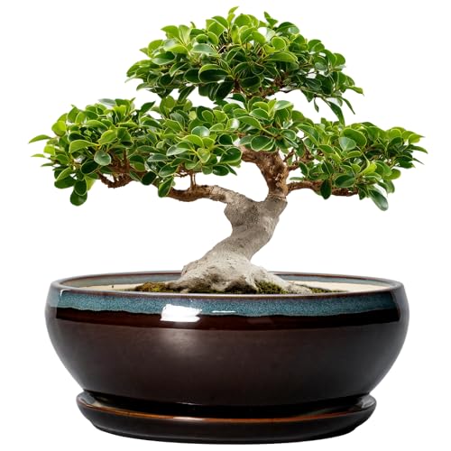 SQOWL Bonsai Planter 12 Inch - Ceramic Succulent Pots Large, Round Shallow Plant Pots Indoor with Drainage Hole and Saucer, Bowl Planter Outdoor for Flower, Room Decor, Housewarming Gifts, Blue-Brown - color: Blue-brown, size: 12 Inch