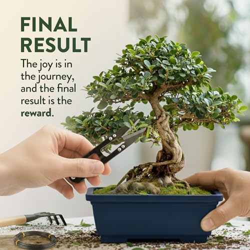 HOME GROWN Bonsai Tree Starter Kit – Unique Christmas Gift for Adults, Men, Women - Grow 4 Bonsais – DIY Crafts Hobby Gardening Kit for Plant Lovers, Mom, Dad - White Elephant Gifts for Adults - style: Starter Bonsai Grow Kit