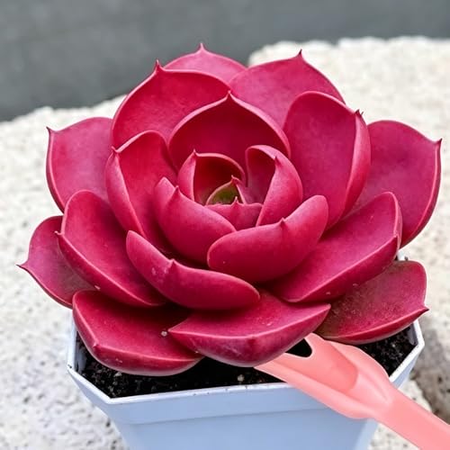 6 Pcs Space Saving Mini Plant Gardening Tools Complete Function Lightweight Handheld Tools for Indoor Desktop Green Plant Daily Caring Work (Blue) - color: Blue