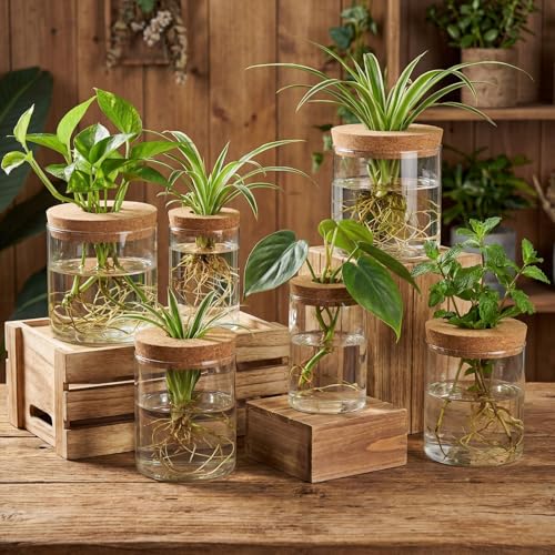 6 Pcs Glass Plant Propagation Stations (2 Large + 2 Medium + 2 Small) Hydroponic Flower Vases Desktop Plant Terrarium Jar for Cuttings, for Living Room, Bedroom, Home Decoration
