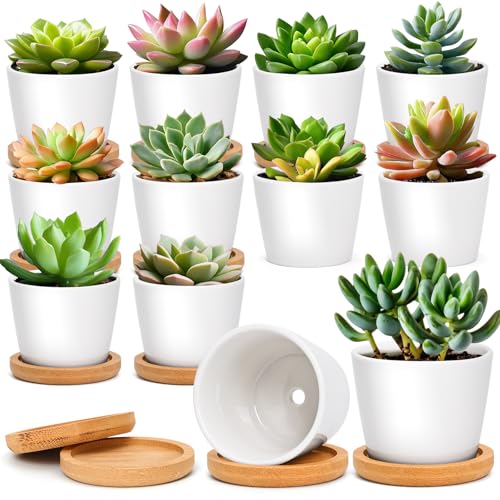 T4U Small Succulent Pots 12 Pack, Mini Flower Planters with Drainage White | Live cactus bonsai starter, Indoor windowsill decor, Office desk top accents, Bamboo tray included - color: Round
