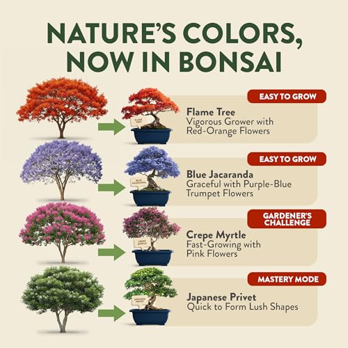 HOME GROWN Bonsai Tree Starter Kit – Unique Christmas Gift for Adults, Men, Women - Grow 4 Bonsais – DIY Crafts Hobby Gardening Kit for Plant Lovers, Mom, Dad - White Elephant Gifts for Adults - style: Starter Bonsai Grow Kit