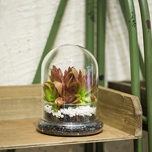 NCYP Small Clear Decorative Glass Terrarium Cloche with Air Hole - 4.7 x 4.7 x 6.3 Inches Glass Dome with Base for Miniature Carnivorous Plants (No Plants Included) - size: 4.7x4.7x6.3inches