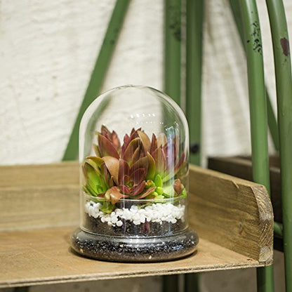 NCYP Small Clear Decorative Glass Terrarium Cloche with Air Hole - 4.7 x 4.7 x 6.3 Inches Glass Dome with Base for Miniature Carnivorous Plants (No Plants Included) - size: 4.7x4.7x6.3inches