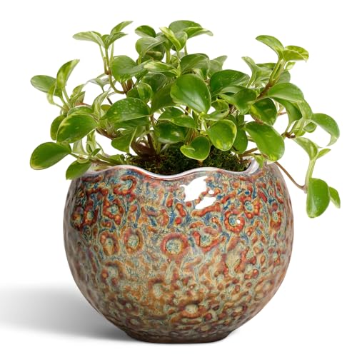 Ceramic Pots for Plants - 4 Inch Plant Pots with Drainage Hole and Plug, Small Succulent Pot for Indoor Plants Outdoor, Modern Flower Pot, Office Decor, Housewarming Gifts, Speckled-Brown - color: Speckled-brown, size: 4.5 Inch