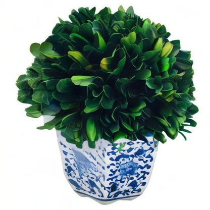 Galt International 7" Naturally Preserved Real Boxwood Ball in Hand-Painted Blue & White China Pot Planter Green Indoor Plant Home Decor (Small 7" Tall Topiary) - size: Small 7"