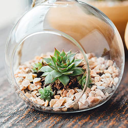 PATIKIL Round Globe Terrarium Air Plant Planter, 4 Inch Clear | High Borosilicate Glass, Table Decorations, for Succulent, Tillandsia - size: 4 Inch