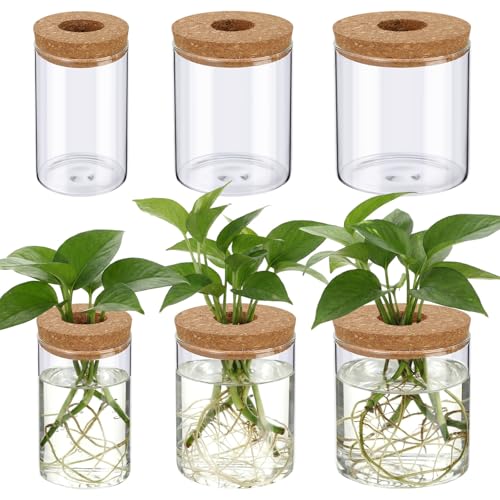 6 Pcs Glass Plant Propagation Stations (2 Large + 2 Medium + 2 Small) Hydroponic Flower Vases Desktop Plant Terrarium Jar for Cuttings, for Living Room, Bedroom, Home Decoration