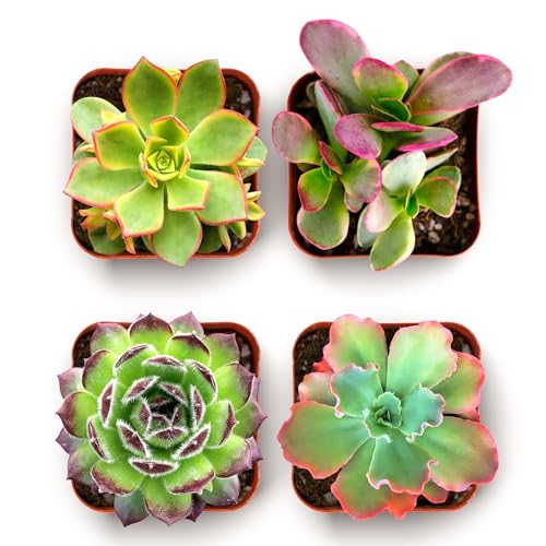 Shop Succulents Spring Beauties Bulk Succulent Plant Pack – Live Mini Succulent Plants, Bright Colorful Mix, Easy Care Houseplants – Gardening, Terrariums, Gifts & Party Favors, 2" Pots - size: 4 Pack