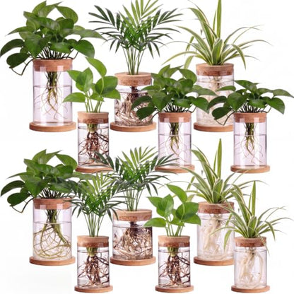 Hushee 12 Pcs Plants Propagation Stations Glass Propagation Jars with Hole Lid Hydroponic Terrarium Vases Gifts for Plant Lovers Home Indoor Office Tabletop Decoration, 2 Sizes