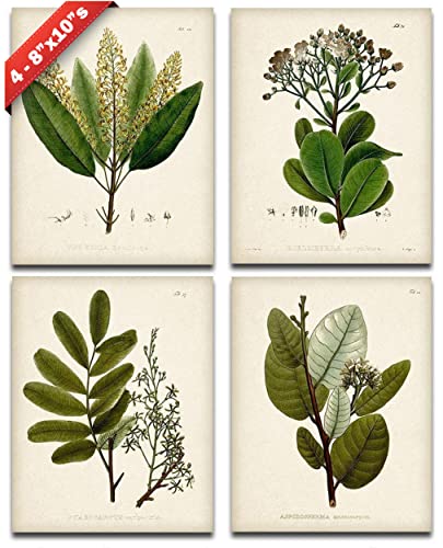 Sage Green Botanical Wall Art – Set of 4 Vintage Plant Prints, 8x10 | Unframed nature prints for bathroom, kitchen or living room – modern decor