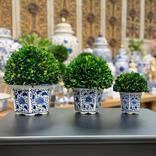 Galt International 11" Naturally Preserved Real Boxwood Ball in Hand-Painted Blue & White China Pot Planter Green Indoor Plant Home Decor (11" Tall Topiary) - size: Large 11" Hexagon Pot
