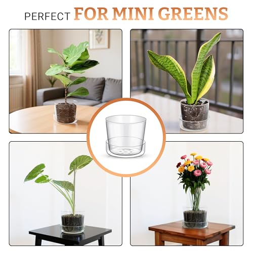 Sheer Glass Pot Planter with Drainage Holes & Tray - Decorative & Modern for All House Plants (6 Inches) - size: 6 Inches