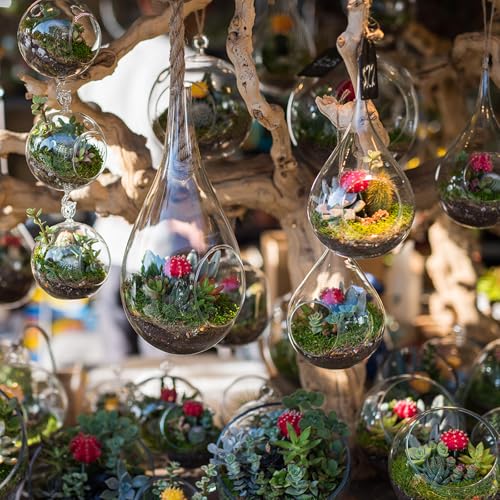 PATIKIL Round Globe Terrarium Air Plant Planter, 4 Inch High Borosilicate Glass Hanging Decorations for Succulent, Tillandsia, Clear - size: 4 Inch