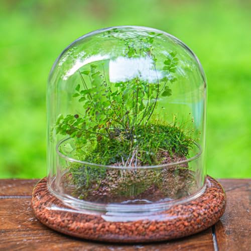 Small Glass Cloche Dome with Base for Mini Carnivorous Plants | 5.9 x 5.9 x 5.7 Inch Clear Glass Cloche Bell Jar - Home Tabletop Display Terrarium, Indoor Decorative (No Plants Included)